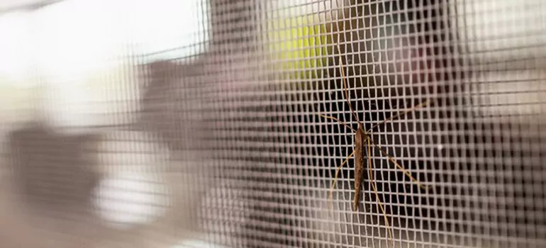 Repair Mosquito Mesh For Windows in Los Gatos, CA